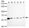 Cell Division Cycle 6 antibody, GTX108979, GeneTex, Western Blot image 