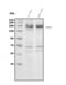 Neurexin-3-beta antibody, A05791-1, Boster Biological Technology, Western Blot image 
