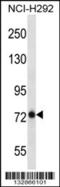 BMP Binding Endothelial Regulator antibody, 56-910, ProSci, Western Blot image 