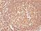 CD45 antibody, NBP2-44857, Novus Biologicals, Immunohistochemistry paraffin image 