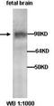 Cell death regulator Aven antibody, orb77137, Biorbyt, Western Blot image 