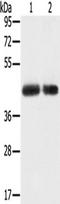 Monocarboxylate transporter 4 antibody, TA351675, Origene, Western Blot image 