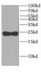 Cell cycle exit and neuronal differentiation protein 1 antibody, FNab01583, FineTest, Western Blot image 