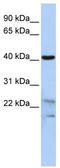 Secernin 2 antibody, TA344298, Origene, Western Blot image 