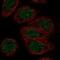 Zinc Finger Protein 653 antibody, PA5-54850, Invitrogen Antibodies, Immunofluorescence image 