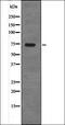 Protein Regulator Of Cytokinesis 1 antibody, orb336060, Biorbyt, Western Blot image 