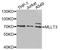 MLLT3 Super Elongation Complex Subunit antibody, A6798, ABclonal Technology, Western Blot image 