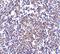 Cell death regulator Aven antibody, A08274-1, Boster Biological Technology, Immunohistochemistry paraffin image 