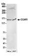 Cell Division Cycle And Apoptosis Regulator 1 antibody, A300-270A, Bethyl Labs, Western Blot image 