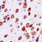 Neurotrimin antibody, GTX55202, GeneTex, Immunohistochemistry paraffin image 