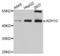 Alcohol Dehydrogenase 1C (Class I), Gamma Polypeptide antibody, LS-C498029, Lifespan Biosciences, Western Blot image 