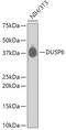 Dual Specificity Phosphatase 6 antibody, 13-833, ProSci, Western Blot image 