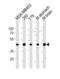 Creatine Kinase B antibody, abx034788, Abbexa, Western Blot image 