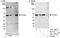 Dug antibody, A301-107A, Bethyl Labs, Immunoprecipitation image 