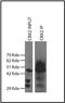Chromobox 2 antibody, 730039, Invitrogen Antibodies, Immunoprecipitation image 