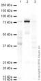 F2 antibody, ab17199, Abcam, Western Blot image 
