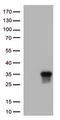 TNF Superfamily Member 9 antibody, TA813213S, Origene, Western Blot image 