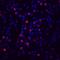 Complement factor H-related protein 4 antibody, MAB5980, R&D Systems, Immunofluorescence image 