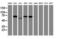 Integrin Alpha FG-GAP Repeat Containing 2 antibody, M17225, Boster Biological Technology, Western Blot image 