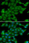 Ras Protein Specific Guanine Nucleotide Releasing Factor 1 antibody, 22-591, ProSci, Immunofluorescence image 