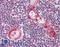 FA Complementation Group G antibody, LS-B368, Lifespan Biosciences, Immunohistochemistry frozen image 