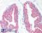 Keratin 18 antibody, LS-B1217, Lifespan Biosciences, Immunohistochemistry paraffin image 