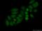 Homeobox C10 antibody, 20632-1-AP, Proteintech Group, Immunofluorescence image 