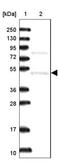 F-Box And WD Repeat Domain Containing 12 antibody, NBP2-30769, Novus Biologicals, Western Blot image 