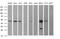 Tubulin Beta 2B Class IIb antibody, MA5-26266, Invitrogen Antibodies, Western Blot image 