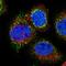 CTD Small Phosphatase 2 antibody, NBP1-89514, Novus Biologicals, Immunofluorescence image 