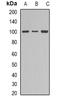 Dynamin-1 antibody, orb338858, Biorbyt, Western Blot image 