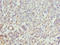 Butyrophilin Like 2 antibody, orb40084, Biorbyt, Immunohistochemistry paraffin image 