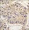 FKBP Prolyl Isomerase 1A antibody, AP14539PU-N, Origene, Immunohistochemistry frozen image 