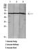 Hepatocyte Nuclear Factor 4 Alpha antibody, STJ98692, St John