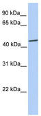 SRY-Box 9 antibody, TA335171, Origene, Western Blot image 