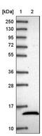 NADH:Ubiquinone Oxidoreductase Subunit B4 antibody, NBP2-33626, Novus Biologicals, Western Blot image 