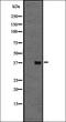 G Protein-Coupled Receptor 22 antibody, orb335542, Biorbyt, Western Blot image 