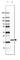 Synuclein Beta antibody, HPA035876, Atlas Antibodies, Western Blot image 