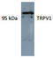 Transient receptor potential cation channel subfamily V member 1 antibody, AP26428AF-N, Origene, Western Blot image 