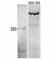 Histone-lysine N-methyltransferase MLL3 antibody, F49480-0.4ML, NSJ Bioreagents, Western Blot image 