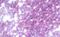 Holocytochrome C Synthase antibody, MBS248181, MyBioSource, Immunohistochemistry paraffin image 