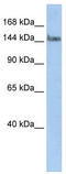 Transcription Elongation Regulator 1 antibody, TA343631, Origene, Western Blot image 