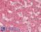 Gpr177 antibody, LS-B9704, Lifespan Biosciences, Immunohistochemistry frozen image 