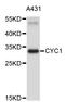 Cytochrome C1 antibody, STJ23307, St John