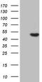 Antizyme Inhibitor 1 antibody, TA810899S, Origene, Western Blot image 