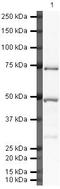 Complement C5 antibody, PA5-19779, Invitrogen Antibodies, Western Blot image 