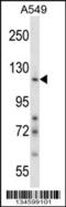 Nidogen 1 antibody, 57-731, ProSci, Western Blot image 