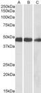 Isocitrate Dehydrogenase (NADP(+)) 2, Mitochondrial antibody, NBP1-52117, Novus Biologicals, Western Blot image 