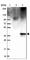 Enkurin, TRPC Channel Interacting Protein antibody, HPA061503, Atlas Antibodies, Western Blot image 