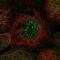 Nocturnin antibody, PA5-62830, Invitrogen Antibodies, Immunofluorescence image 